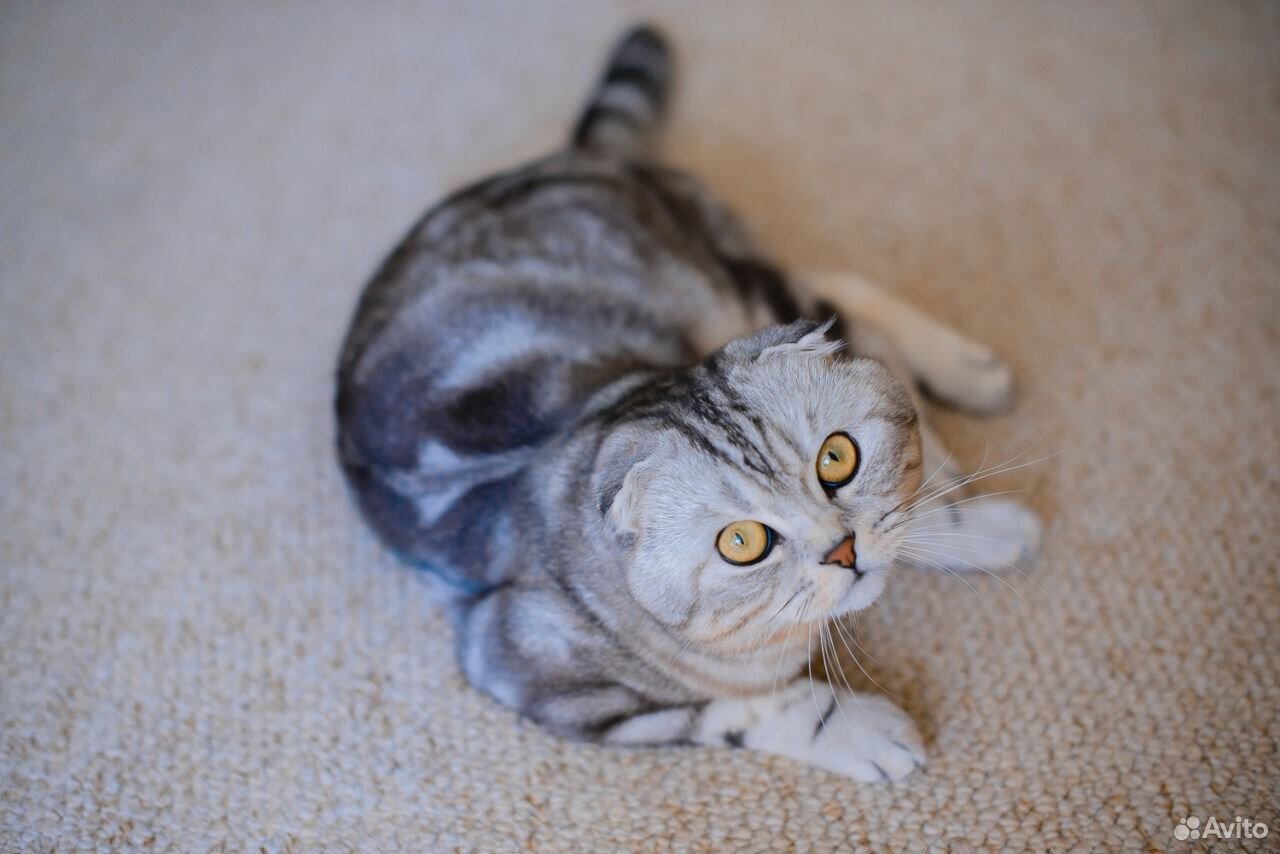 Кот на вязку