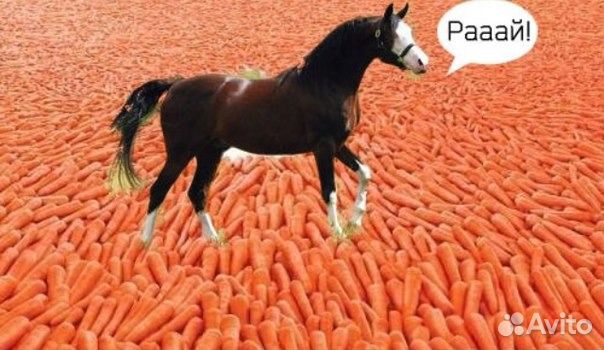 89250011614 Морковь, картофель, сено, овес, свекла