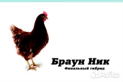 Браун ник описание фото отзывы