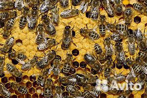 Продаю пчелосемьи после зимовки купить на Зозу.ру - фотография № 1