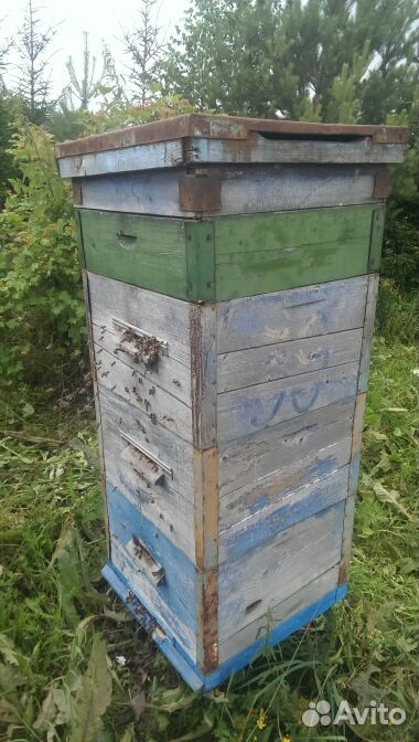 Пчелы в ульях и без купить на Зозу.ру - фотография № 2