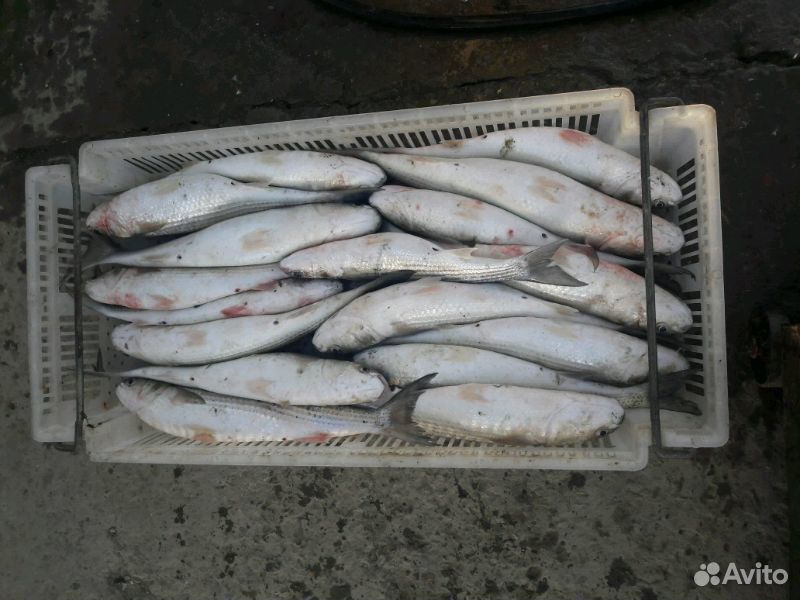 Рыба каспия купить на Зозу.ру - фотография № 2