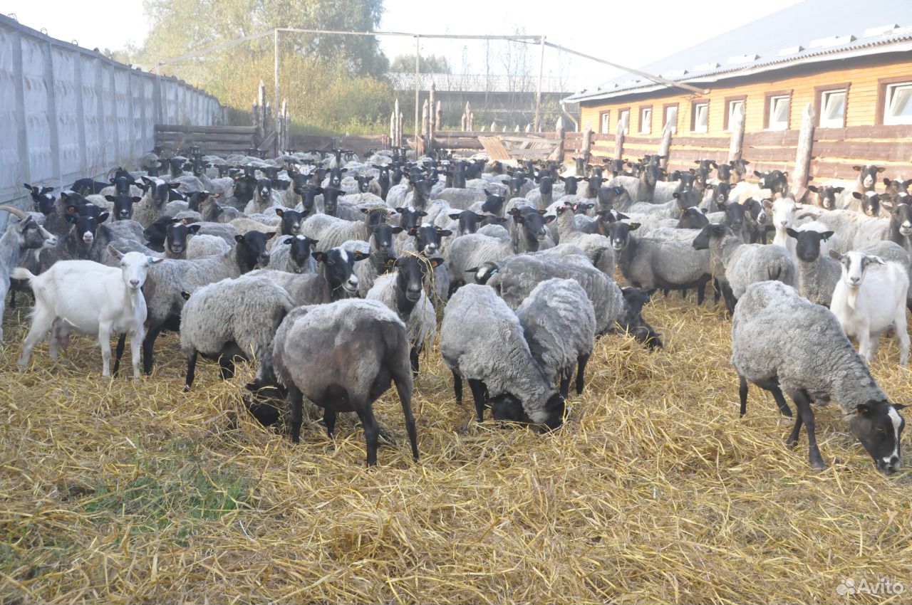 Романовская порода овец стрижка