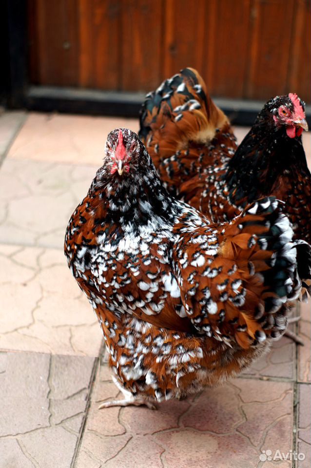 Орпингтон фарфоровый цыплята купить на Зозу.ру - фотография № 1