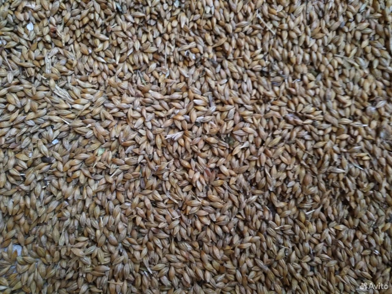 Зерно-пшеница,ячмень,рожь купить на Зозу.ру - фотография № 7