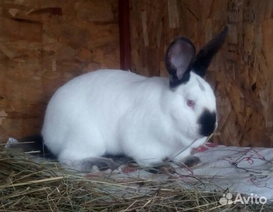 Крольчата или Мясо кроликов купить на Зозу.ру - фотография № 3