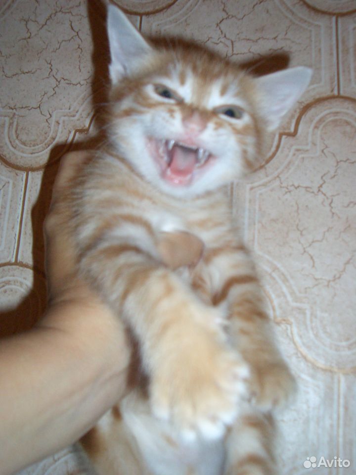 Рыжий котик В хорошие руки купить на Зозу.ру - фотография № 1