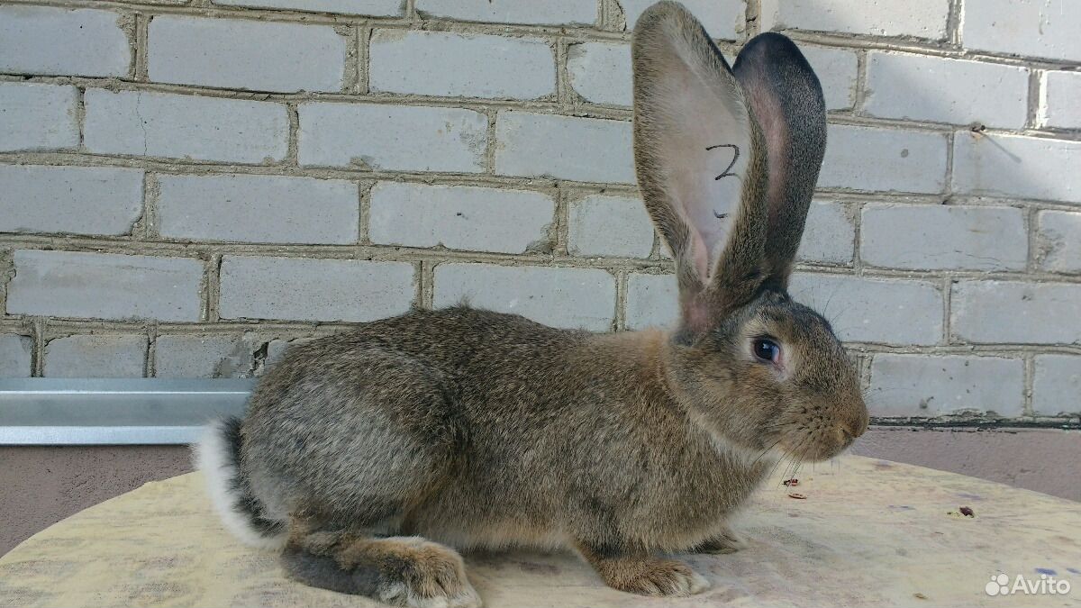 Кролик бельгийский великан ризен фландер обер купить на Зозу.ру - фотография № 6