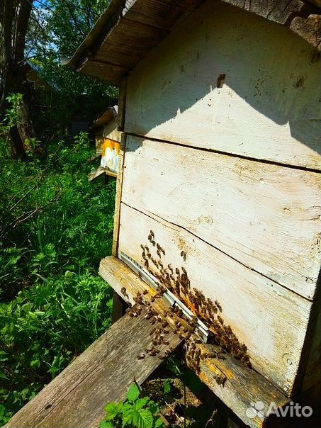 Продам семьи пчёл с ульями и рамами купить на Зозу.ру - фотография № 1