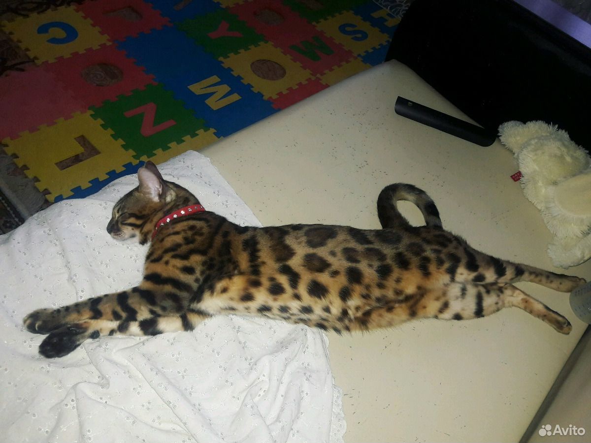 Бенгальский кот купить на Зозу.ру - фотография № 5