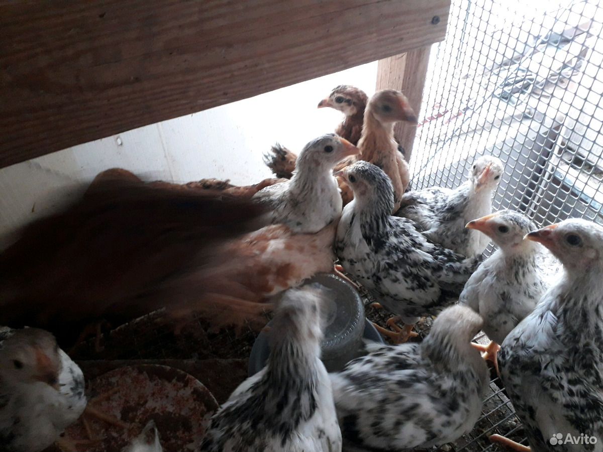 Цыплята кур-несушек купить на Зозу.ру - фотография № 1