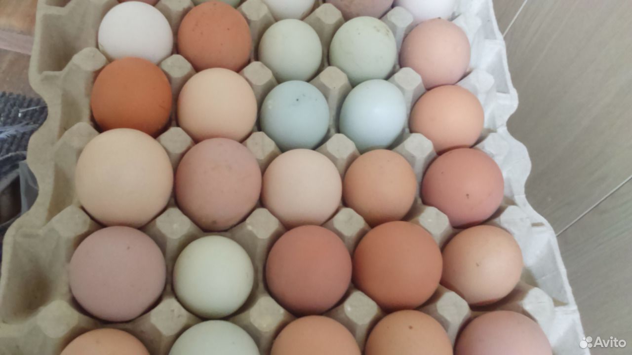 Инкубационное яйцо породный микс и порода Лекбар купить на Зозу.ру - фотография № 1