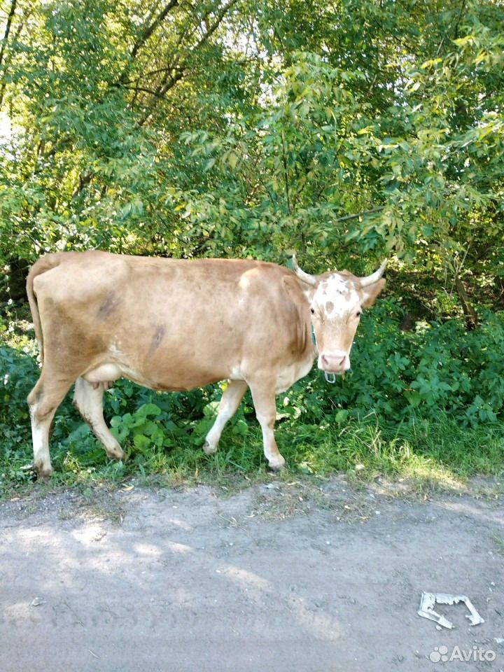 Молоко коровье и козье купить на Зозу.ру - фотография № 1