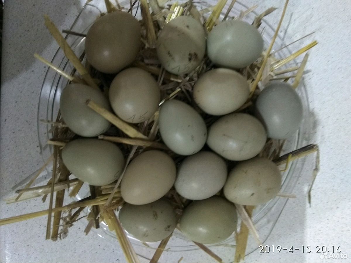 Яйца фазана купить. Яйца фазана цена. Ростов-на-Дону купить фазана яйца.