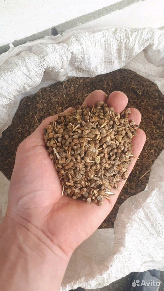Семена эспарцета(возможна доставка) купить на Зозу.ру - фотография № 4