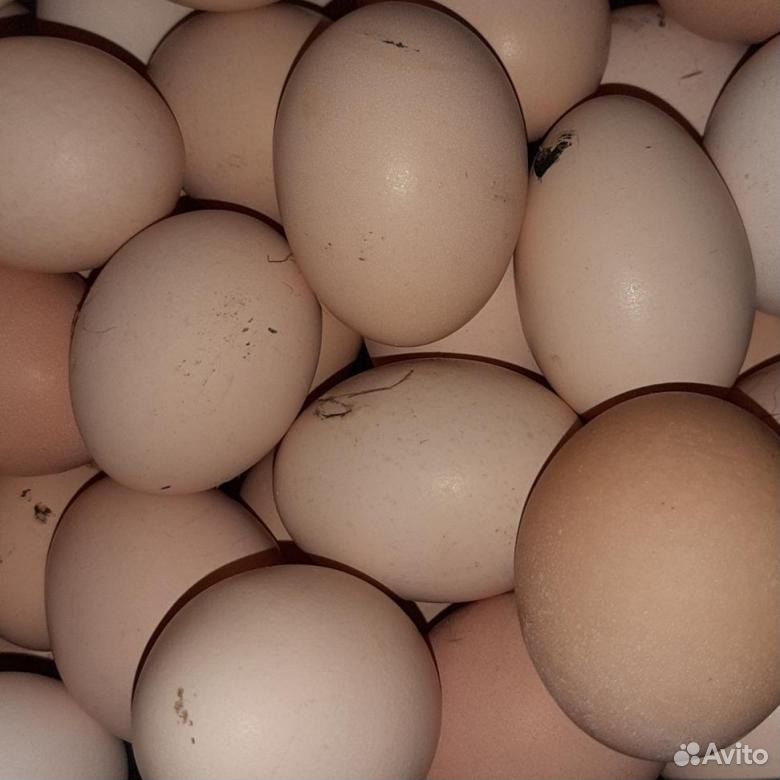 Деревенское яйцо купить на Зозу.ру - фотография № 2