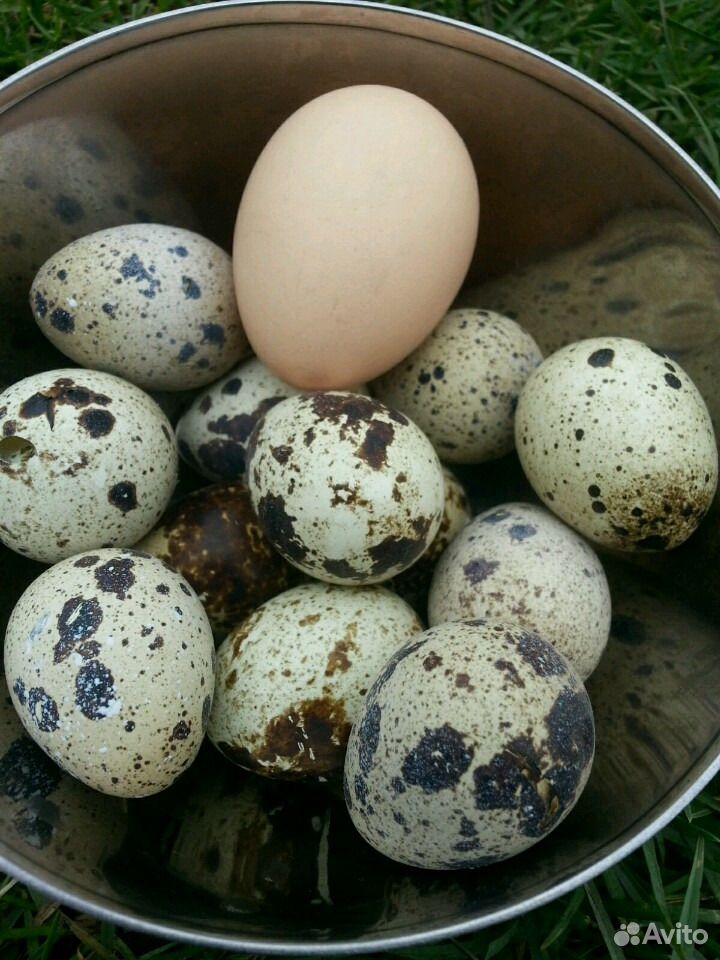 Яйца перепелиные. Патрушева купить на Зозу.ру - фотография № 1