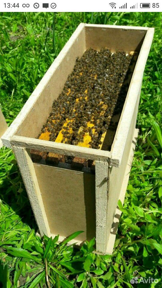 Пчелопакеты -Пчелосемьи купить на Зозу.ру - фотография № 1