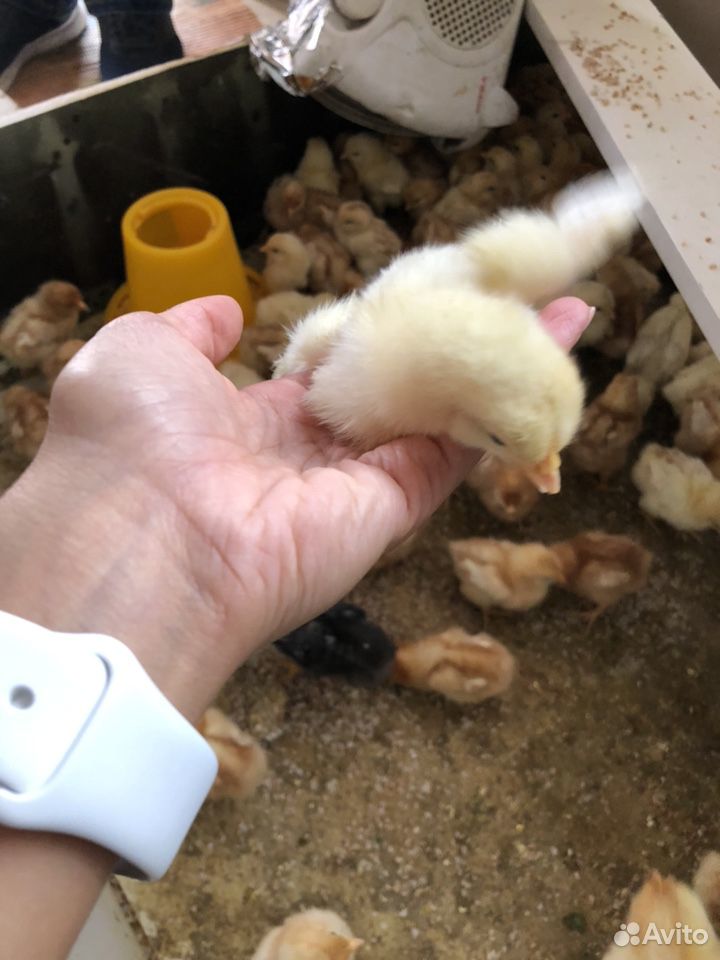 Цыплята (малыши) купить на Зозу.ру - фотография № 2