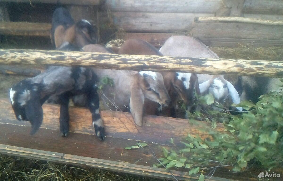 Нубийские козлята купить на Зозу.ру - фотография № 9