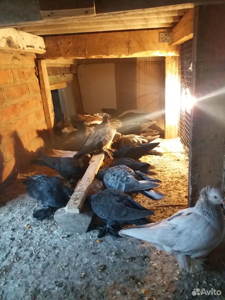 Узбекские голуби купить на Зозу.ру - фотография № 4