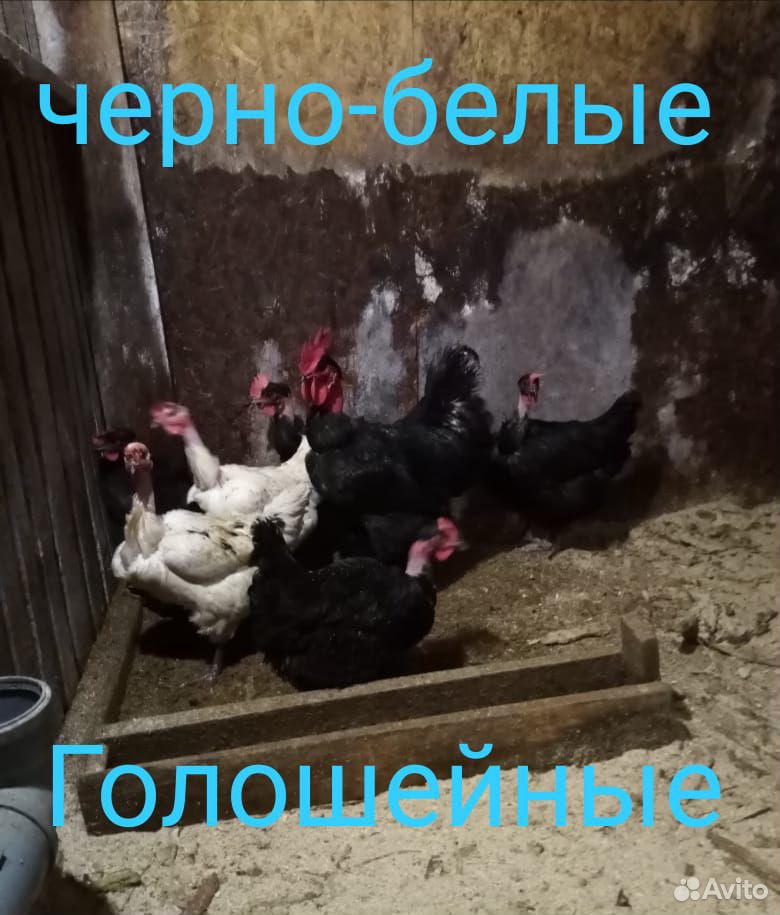 Сельхоз птица купить на Зозу.ру - фотография № 1