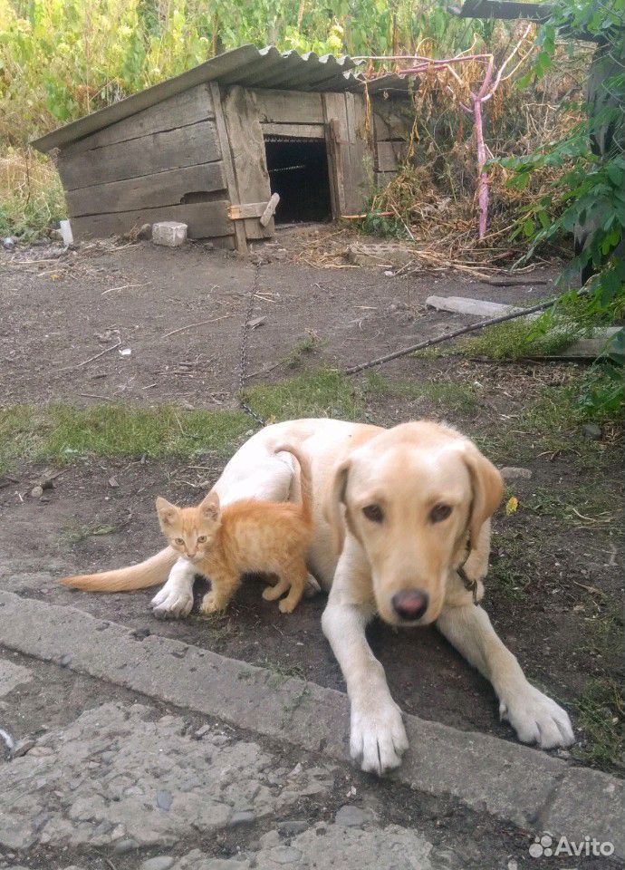 Собака лабрадор купить на Зозу.ру - фотография № 4