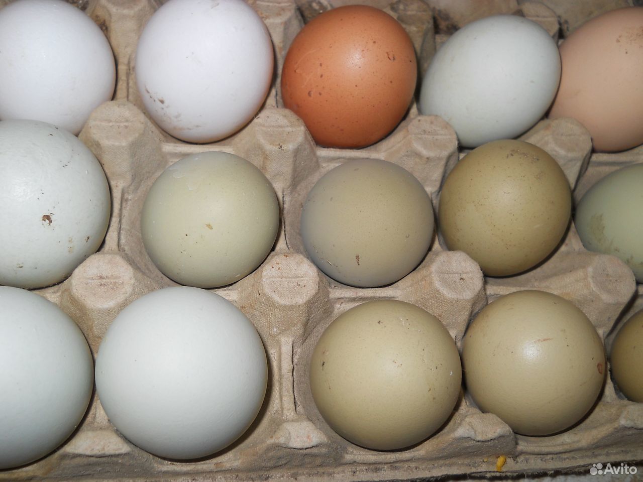 Куры несушки с цветным яйцом купить на Зозу.ру - фотография № 1