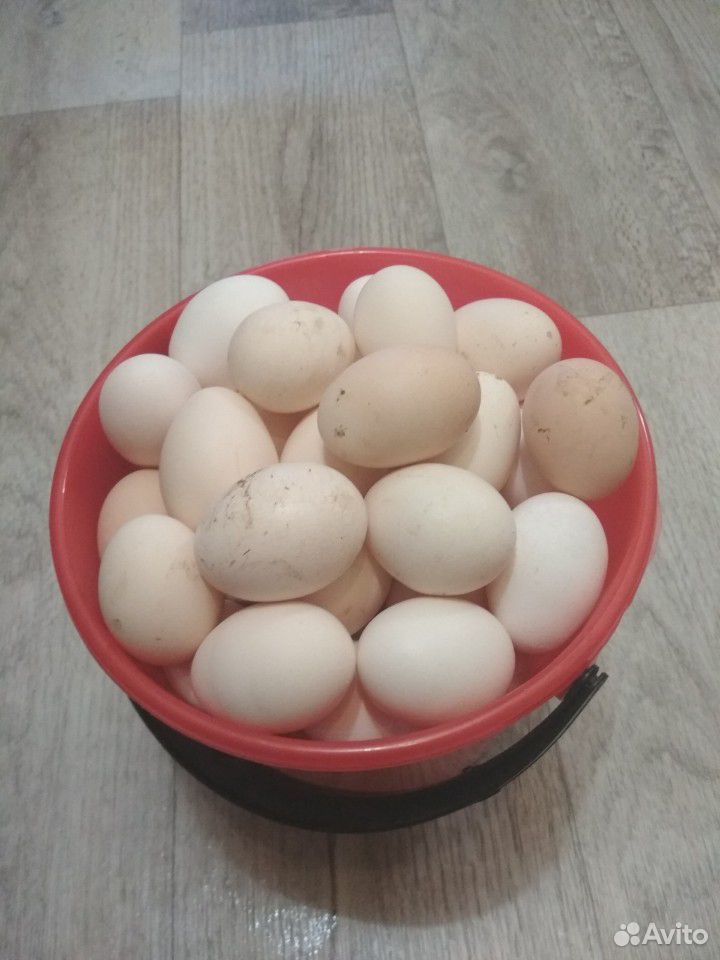 Яйца домашние из Березовки купить на Зозу.ру - фотография № 1