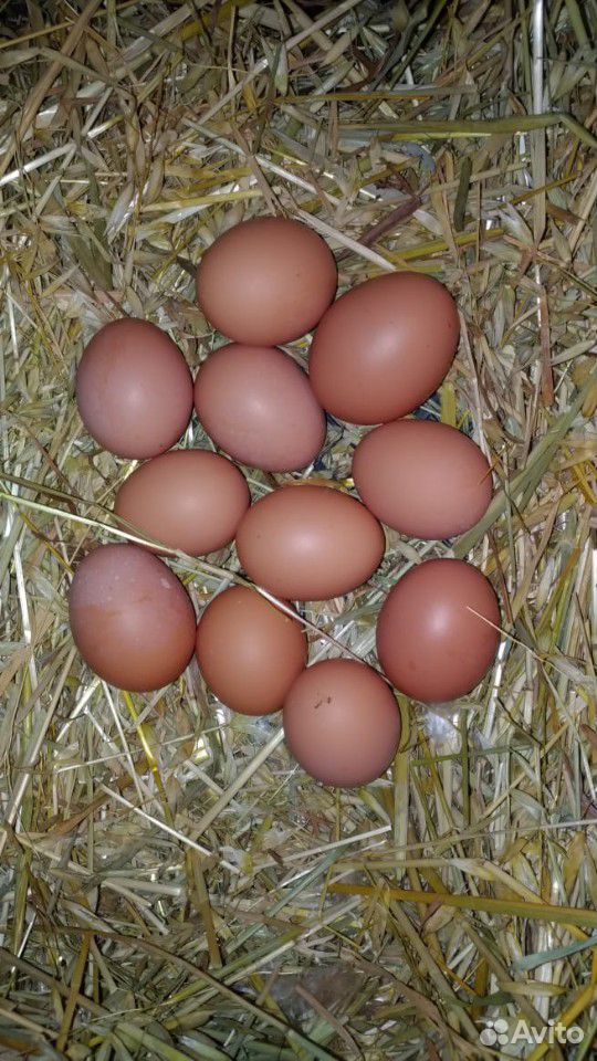 Домашнее яйцо купить на Зозу.ру - фотография № 3