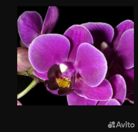 Орхидеи Фаленопсис мини купить на Зозу.ру - фотография № 5