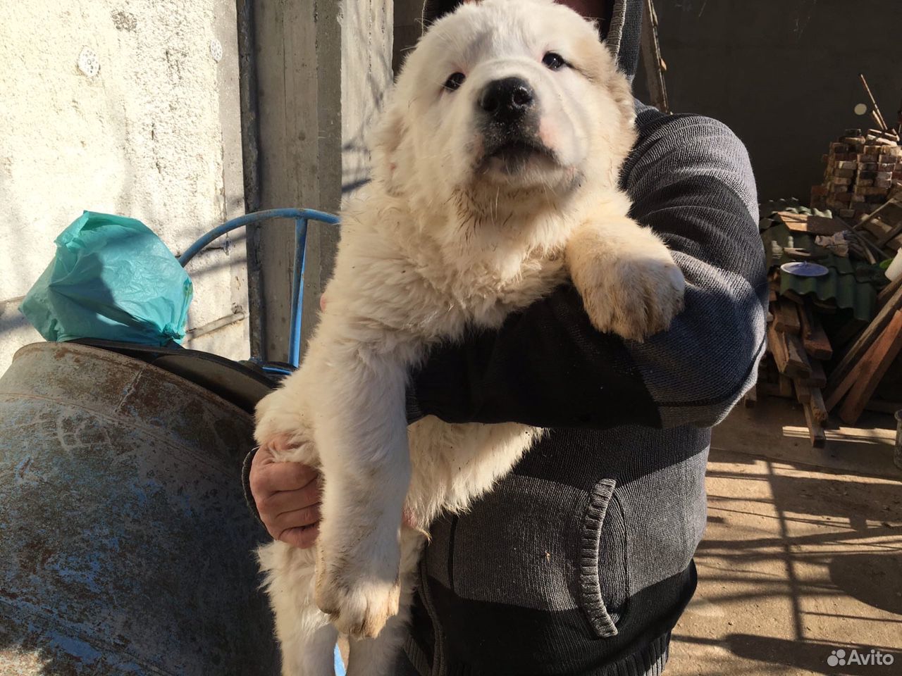 Купить Щенка Сао В Ростове На Дону