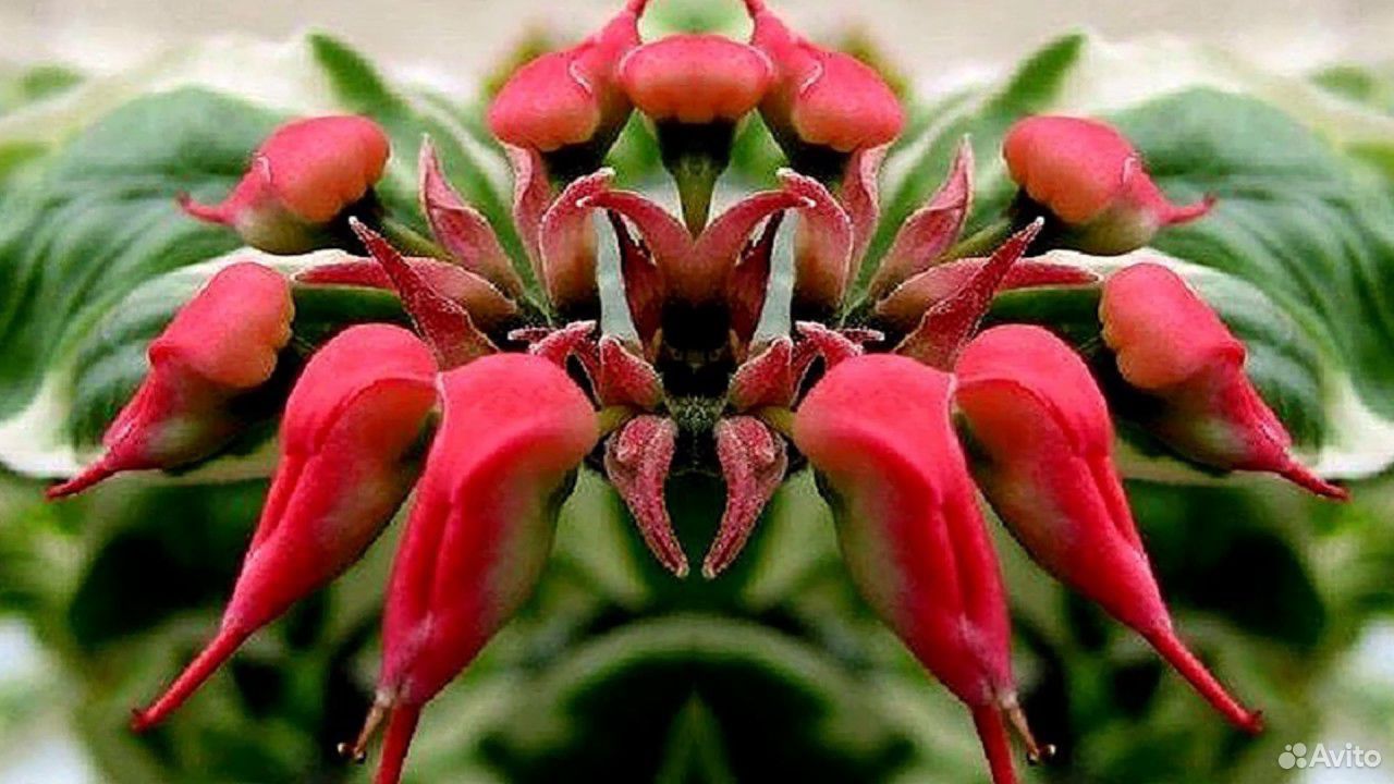 Цветы педилантус фото