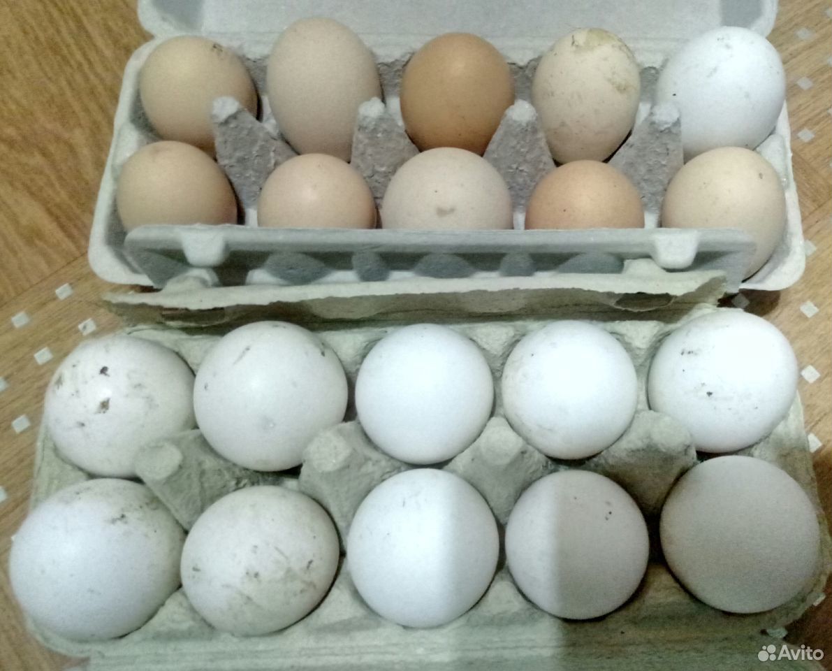 Яйца инкубационные купить сергиев посад. Куриные яйца Маран. Miguel avicola инкубационное яйцо. Цвет яйца Марана. Белый Маран цвет яйца.