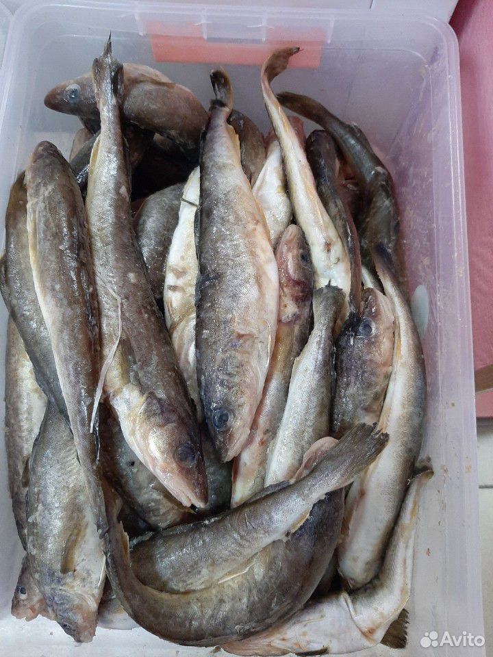 Рыба с Японского и Баренцева моря купить на Зозу.ру - фотография № 3
