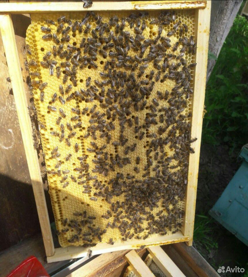Качественные пчелопакеты-2020 купить на Зозу.ру - фотография № 2