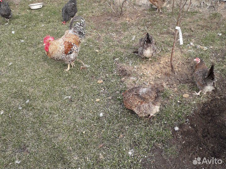 Цыплята петухи и куры купить на Зозу.ру - фотография № 1