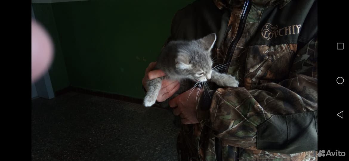 Котёнок ищет дом купить на Зозу.ру - фотография № 3