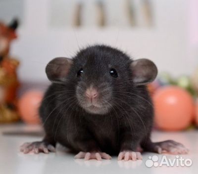 Крысята редкого окраса купить на Зозу.ру - фотография № 1