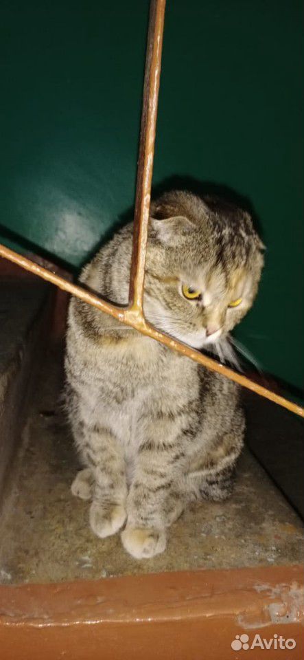 Кошка вислоушка купить на Зозу.ру - фотография № 2