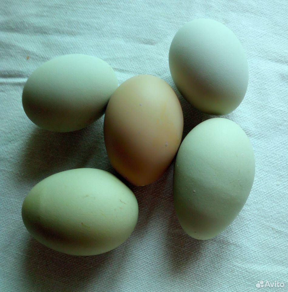 Яйцо на инкубацию Люкэйданцзы, Маран купить на Зозу.ру - фотография № 4