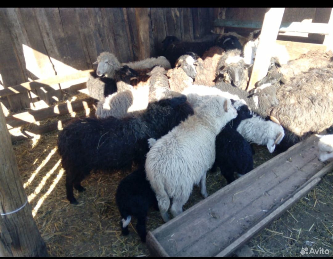 Продаётся овцы с ягнятами купить на Зозу.ру - фотография № 1