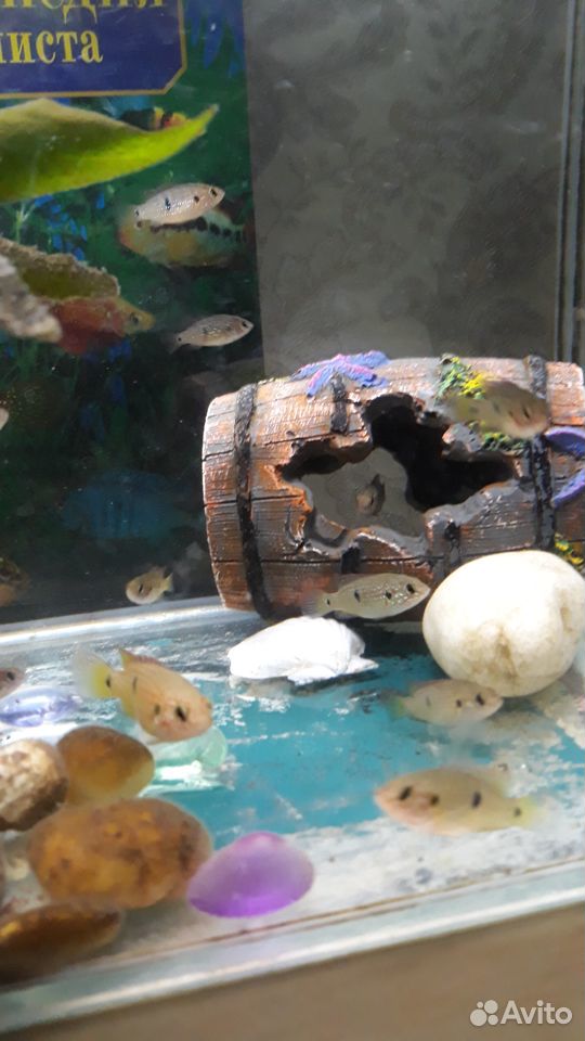 Рыбки Хромис-красавец купить на Зозу.ру - фотография № 4