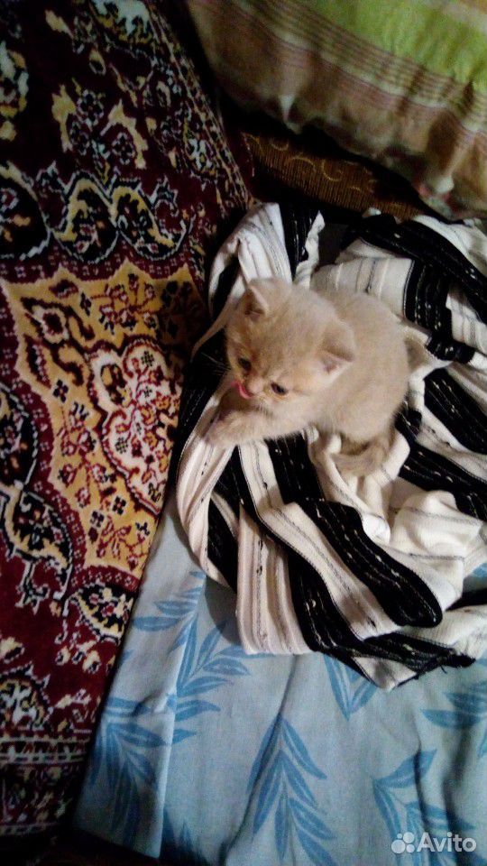 Британские котята купить на Зозу.ру - фотография № 7