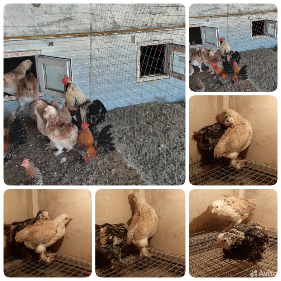 Цыплята породистых кур. Инкубационное яйцо купить на Зозу.ру - фотография № 6
