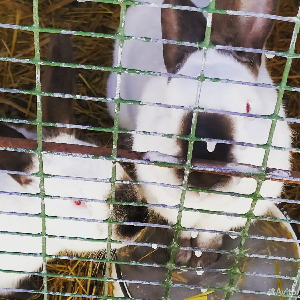 Кролики (живьём или мясом) купить на Зозу.ру - фотография № 3