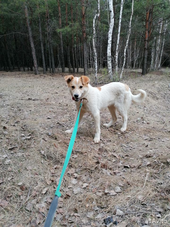Собака для души купить на Зозу.ру - фотография № 1