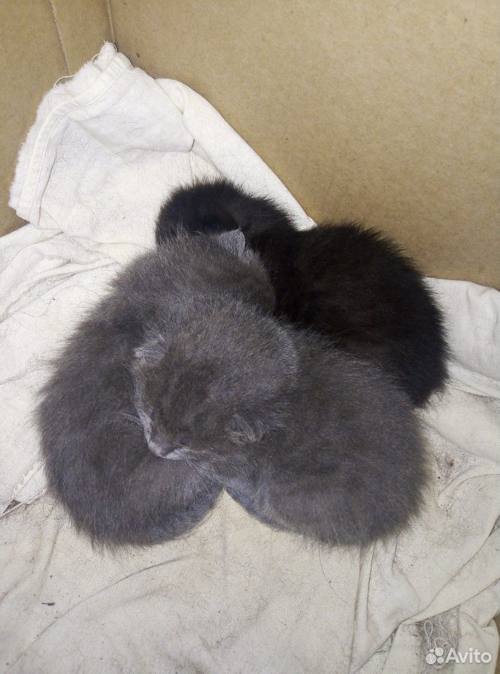 Котята (2 серых и 1 чёрный) купить на Зозу.ру - фотография № 1