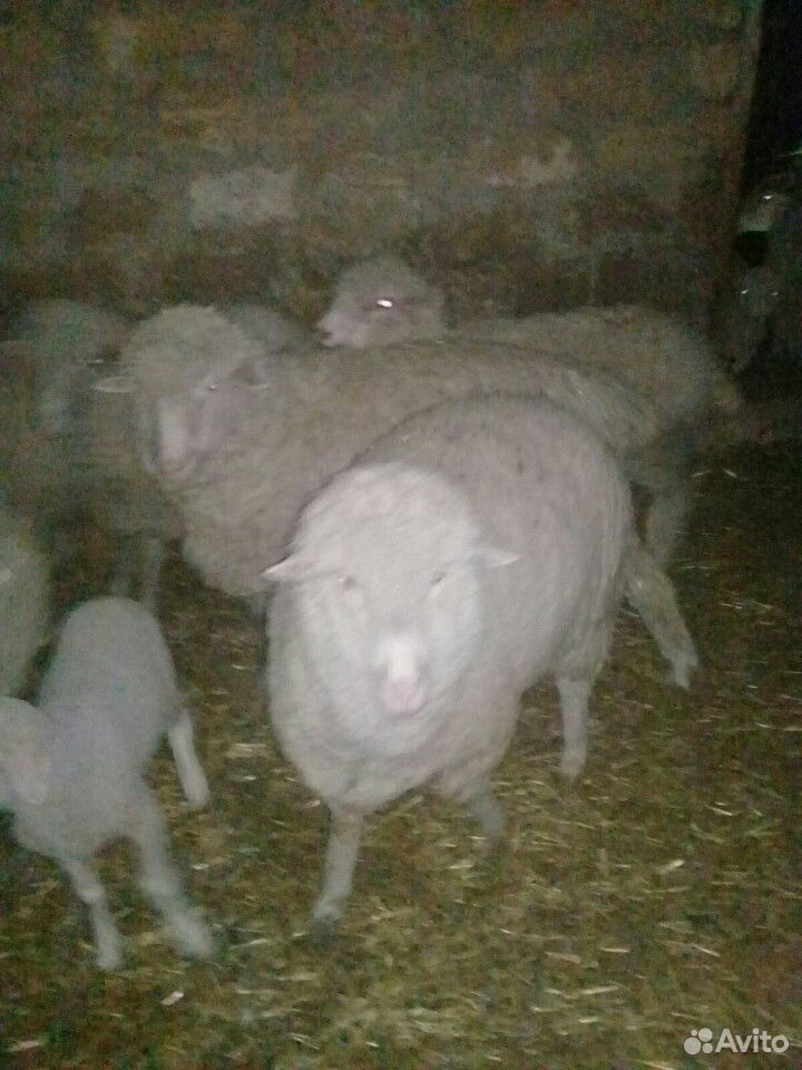 Овцы с ягнёнками купить на Зозу.ру - фотография № 3