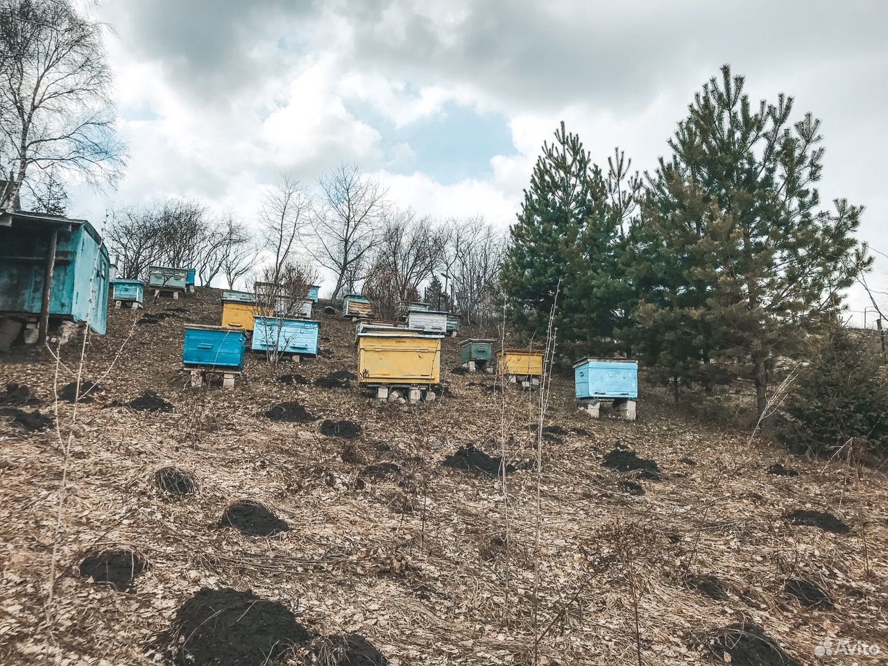 Пчёлы, пчелиные ульи, пчелопакеты купить на Зозу.ру - фотография № 1
